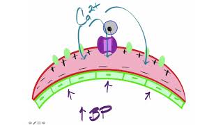 Myogenic Autoregulation [upl. by Zat230]