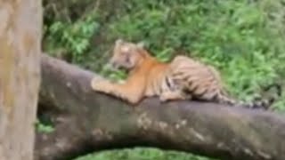 TreeClimbing Tiger A Stunning Wildlife Moment Kabini Nagarhole Wildlife forest jeep safari [upl. by Naashar]