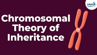 Genetics  Chromosomal Theory of Inheritance  Lesson 9  Dont Memorise [upl. by Mensch191]