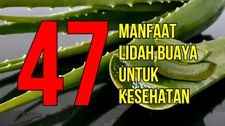 Masya Allah Inilah 47 Manfaat Lidah Buaya untuk Kesehatan dan Kecantikan [upl. by Esmerelda]