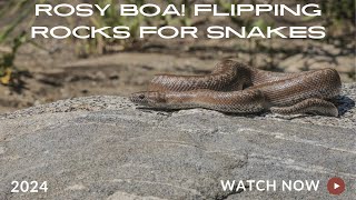 Flipping Snakes Under Rocks Field Herping in North County San Diego [upl. by Grethel]