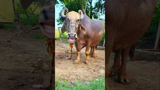 Elephant  elephant cartoon  elephant video  elephant elephant  elephant  elephant song [upl. by Sucram]