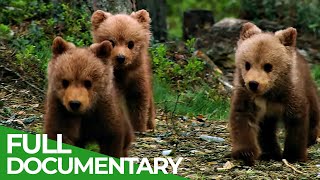 Band of Bears  In the Forests of Scandinavia  Part 2  Free Documentary Nature [upl. by Tamaru338]