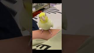 Baby cocktail bird best video new cocktail birds viralvideo viralshort youtubestatus funny [upl. by Linnette425]