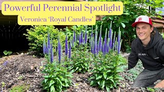 Veronica Royal Candles Speedwell  Power Perennial  Plant Spotlight [upl. by Restivo]