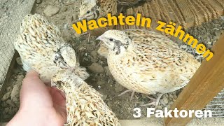 Wachteln zähmen [upl. by Rettke]