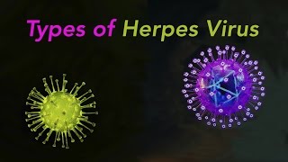 Types of Herpes [upl. by Adiari806]