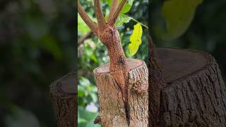 Grafting process🌿agriculture gardening homegarden shortsfeed shortsviral tree garden farming [upl. by Rhynd]