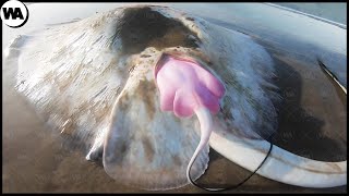 Stingray Gives Birth to 1 Child Per Second Because There Is a Shark Nearby [upl. by Nitsyrc]