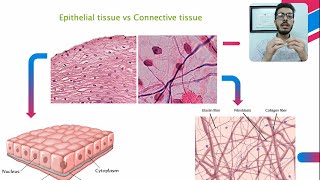 Histology Lec1 Connective Tissue طب الكندي [upl. by Bouzoun]