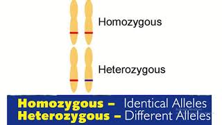 Homozygous vs heterozygous in genetics [upl. by Airdnas]