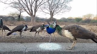 PEACOCK INDIAN PEACOCK PEACOCK AND PEAHEN PEAFOWL PEACOCK AND PEAHEN EATING RICE AND PEANUTS [upl. by Farrison]