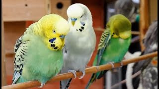 Over 9 hours of Budgies Playing Singing and Talking [upl. by Clemen]