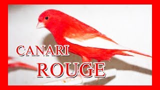 Mon Canari Rouge Bague 2017 [upl. by Kitty]