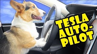 CORGI DRIVES NEW 2017 TESLA on AUTOPILOT  Life After College Ep 497 [upl. by Rowe858]