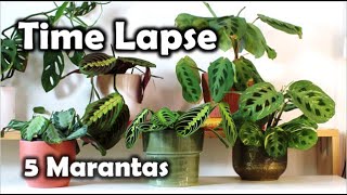 5 Marantas Prayer Plants in TimeLapse [upl. by Anaimad858]