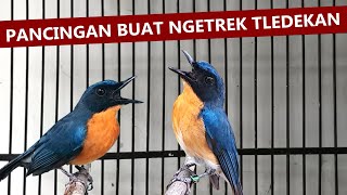 suara tledekan gunung gacor ngerol ‼️ masteran burung sulingan bakau cingcoang srdc kacer agar bunyi [upl. by Ahsitel674]