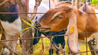 Our activities with cute goats eating goats sucking goats [upl. by Corina682]