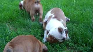 8 week old English bulldog puppies playing together outside for the first time [upl. by Enreval423]