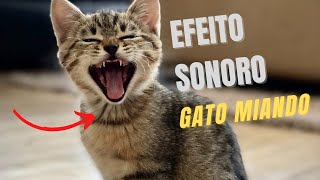 Som de gatos miandoEFEITO SONORO DE GATO MIANDO [upl. by Adnuahsal]