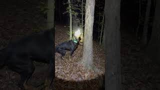 Full moon no problem 🦝🦝 explore coonhound coonhunting subscribe fypシ゚viral follow hunting [upl. by Albric]