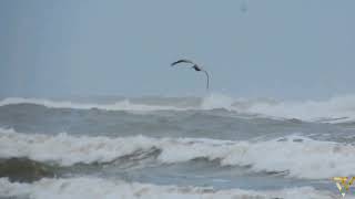 Playa con norte y aves Tecolutla Veracruz 2024 [upl. by Artemus]