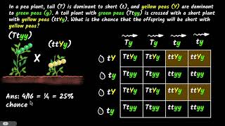 Dihybrid cross  Heredity and evolution  Class 10 Biology  Khan Academy [upl. by Jaf]