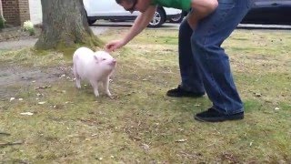 Mini pig aggression early stages [upl. by Aihsatan]