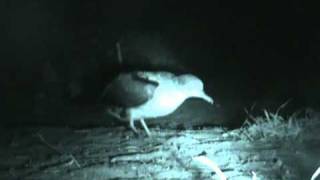 Wedgetailed Shearwater Night Landing [upl. by Litman]