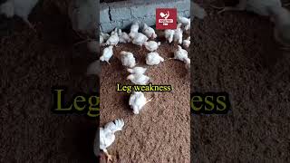 Leg weakness or Lameness in Broilers poultrytek poultrytips chicken farmer [upl. by Nwahsauq]