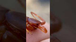 Handling A VENOMOUS CENTIPEDE centipede wildlife [upl. by Ainahpets666]