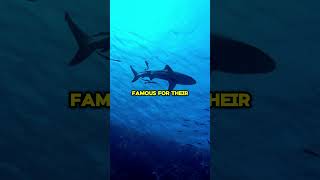 Great White Shark🦈  Natures Apex Predator shorts short shark facts viralvideo trending [upl. by Phaedra951]