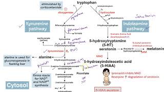 Metabolism of Aromatic Amino AcidsTryptophan neetpgaiimsmednerdusmle [upl. by Yank]