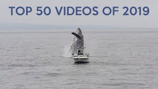 Top 50 Best Viral Videos of 2019 [upl. by Clifford]