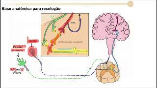 Neuroanatomia casos 13 14 e 15 vias aferentes e analgesia [upl. by Rj]