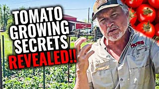 BEST Tips and Tricks For Growing Tomatoes In Your Garden [upl. by Badr266]