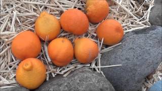 Peeling Open a Tangelo from our Organically Grown Citrus Tree [upl. by Ciaphus]