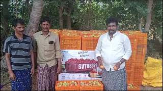 Bayer Seminis Hybrid Tomato 8323 Contact No 9440933489 Name Rammohanreddy [upl. by Eeral]