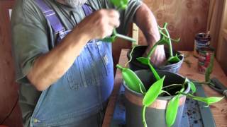 Propagating Vanilla Orchids [upl. by Eceined]