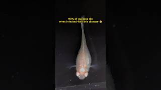 My Baby Guppy Has Dropsy  Signs of Guppy Fish Dropsy Disease [upl. by Noletta]