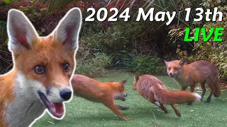 Foxes Live  2024 May 13th [upl. by Bridges]