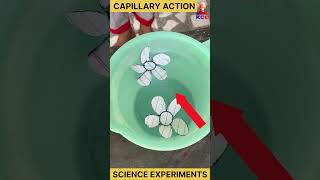 capillary action  easy science experiments experiment science physics [upl. by Yeltneb]