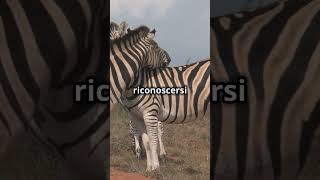 Zebre 🦓 CuriositàAnimali Natura Scienza AnimaliSelvatici Curiosità [upl. by Duer23]