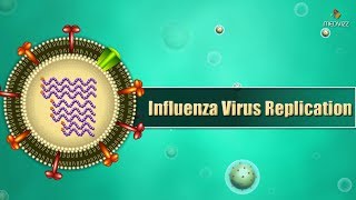 Influenza virus replication Cycle Animation  Medical Microbiology USMLE step 1 [upl. by Ynnaf920]