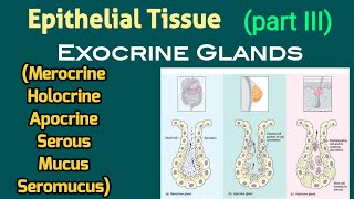 Merocrine Apocrine Holocrine Secretion amp Serous Mucus Seromucus Glands  AM Biologie Notes [upl. by Rowley396]