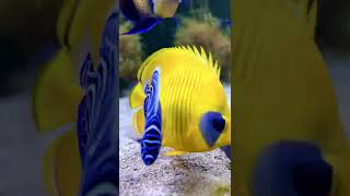 Emperor angelfish and semilarvatus butterfly ❤️ aquariumfish reeftank saltwateraquarium reefing [upl. by Oneal]