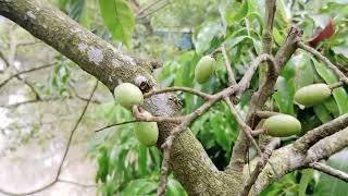 মাশাআল্লাহ একটি গাছে এত জলপাই ধরবে আমি কল্পনাও করি নি [upl. by Leihcey519]