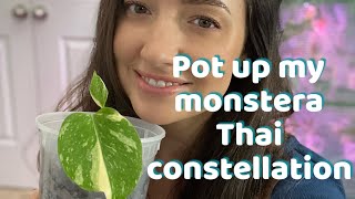 How to pot up monstera Thai constellation  Repot with me [upl. by Mcgee379]