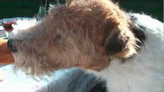 Ben Fox Terrier in France 2010  Main Movie [upl. by Jac576]