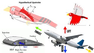 Class 11th – Lift of Aircraft Wing  Properties of Fluids  Tutorials Point [upl. by Gerstein739]